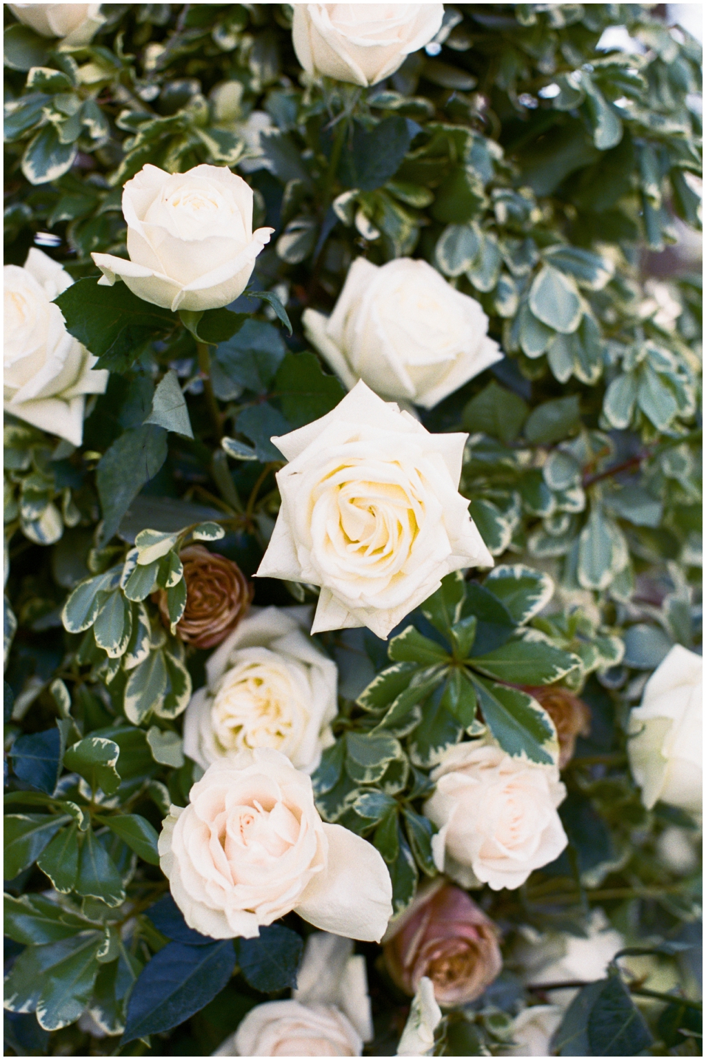 Close up image of gorgeous and full rose greenery wedding arbor 
